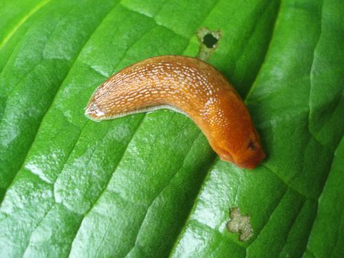 slug