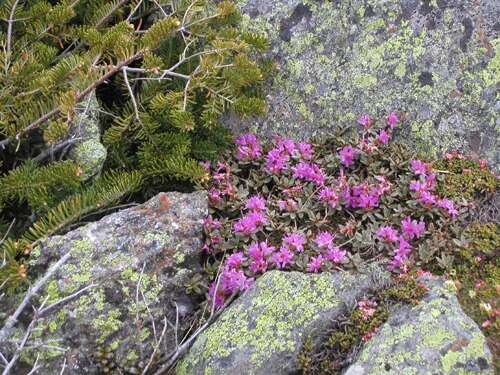 Lapland Rosebay