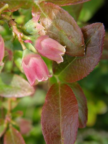 Lowbush Blueberry