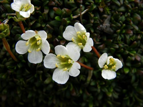 Diapensia (Diapensia lapponica)