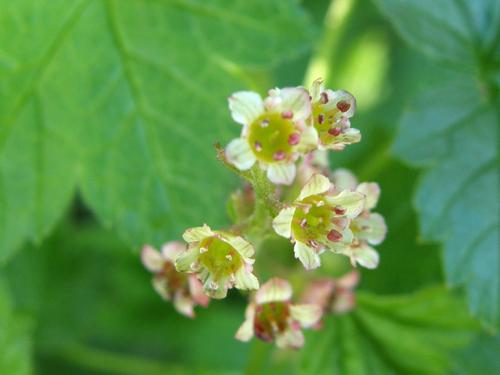 Skunk Currant (Ribes glandulosum)