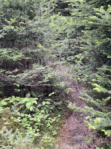 sayre peak trail in June at Mount Waternomee in western New Hampshire