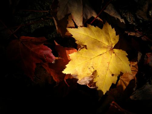 yellow leaf