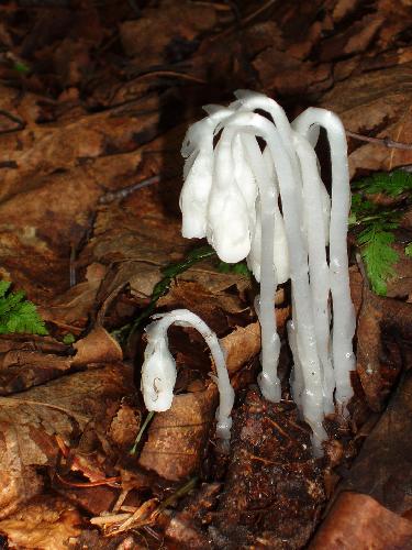 Indian Pipe (Monotropa uniflora)