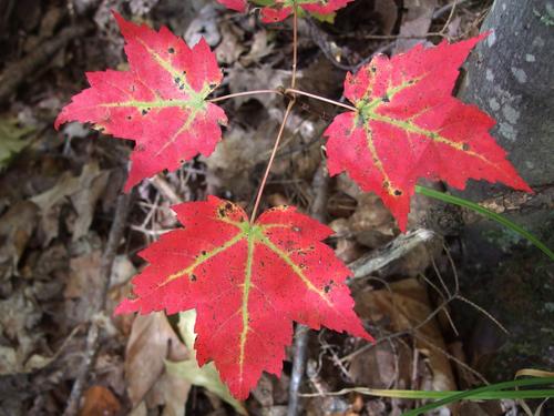 baby maple tree in fall color on Dickey Mountain in New Hampshire