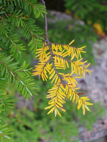 Eastern Hemlock needles