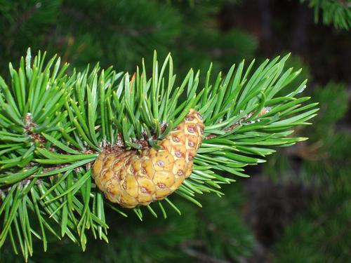 Jack Pine cone