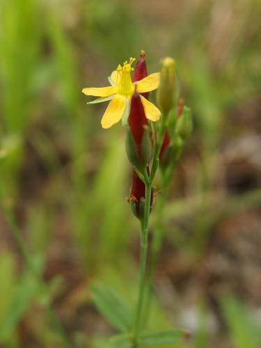 Canadian St Johns Wort