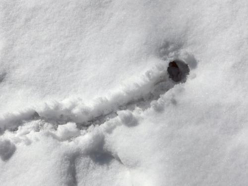 exit hole and track in March of a little critter beside the trail to West Hill at Horatio Colony near Keene in southwestern New Hampshire