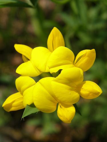 Birdsfoot Trefoil flower