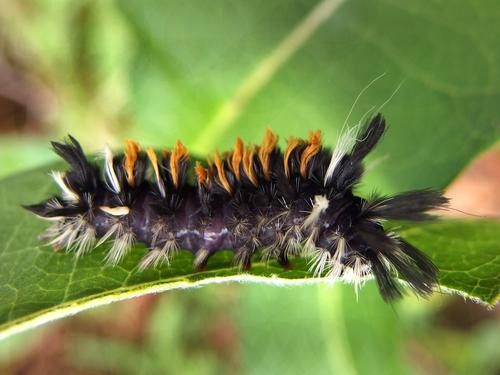 Milkweed Tussock caterpillar