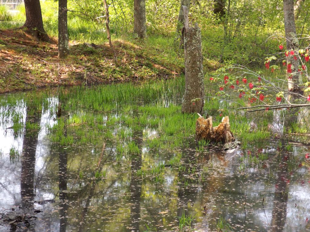 pond in May at Wharton Plantation in northeast Massachusetts