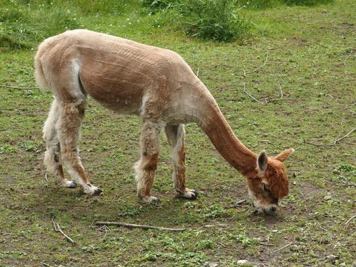 recently shorn Alpaca (Vicugna pacos) in June at Whipple Hill in eastern Massachusetts