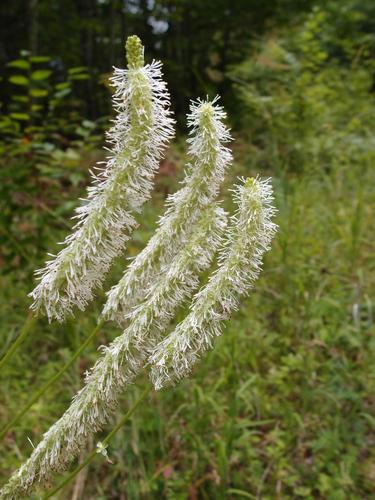 American Burnet