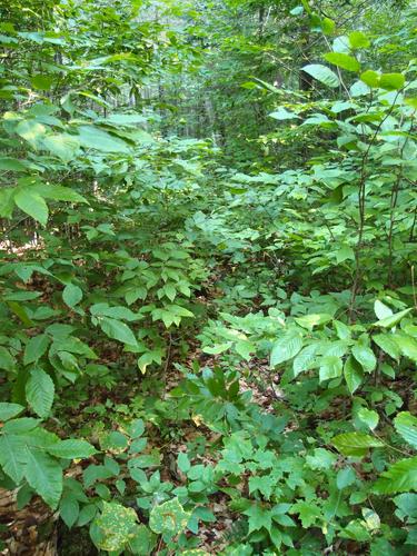 obscure trail on the way to Whitcher Hill in western New Hampshire