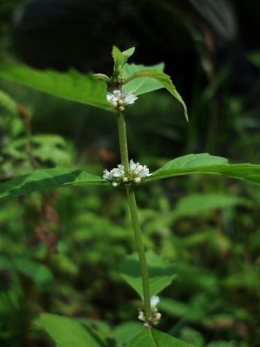 Northern Water-horehound (Lycopus uniflorus)