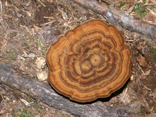 Shiny Cinnamon Polypore