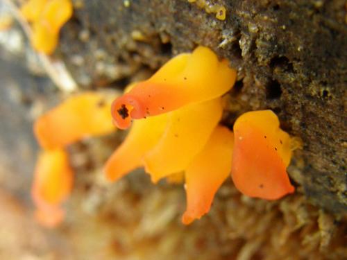 Orange-yellow Ramariopsis (Ramariopsis crocea)