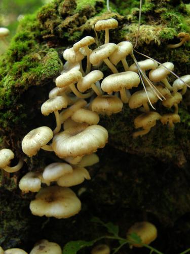 Family Collybia (Clitocybula familia)