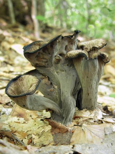 Blue Chanterelle (Polyozellus multiplex)