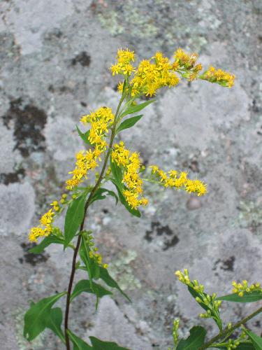 Rough-stemmed Goldenrod