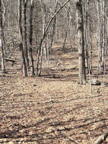woods in March at Whittemore Hill in southern NH