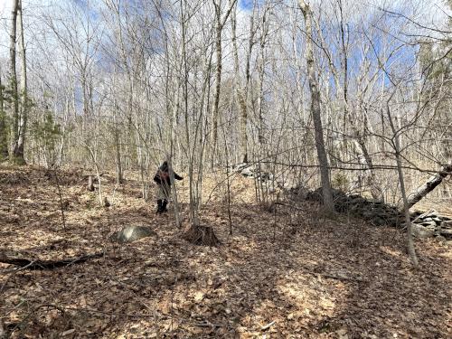 woods in March at Whittemore Hill in southern NH