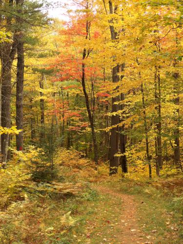 color foliage at Whitten Woods in New Hampshire