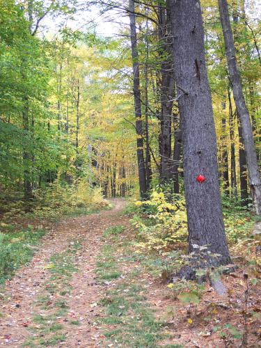 trail at Whitten Woods in New Hampshire