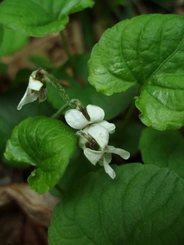 Sweet White Violet (Viola blanda)