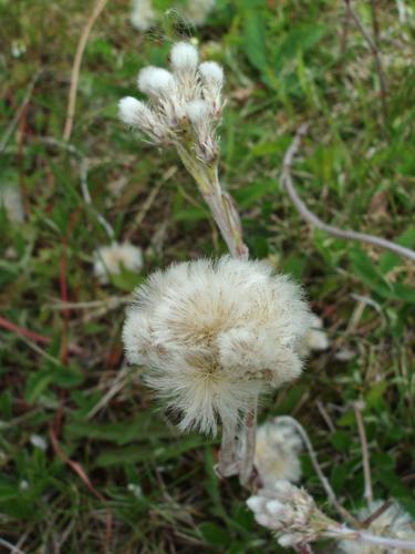 Field Pussytoes