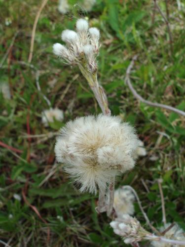 Field Pussytoes (Antennaria neglecta)