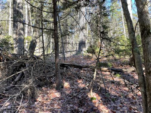 woods in October at Willard Mountain in New Hampshire