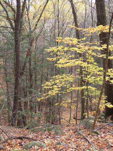 some remaining forest color in November at Wilson Mountain Reservation in eastern Massachusetts