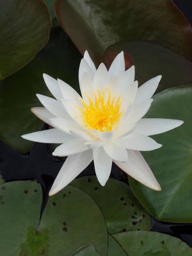 Fragrant Water-lily alongside the Windham Rail Trail in New Hampshire