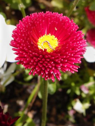English Daisy cultivar