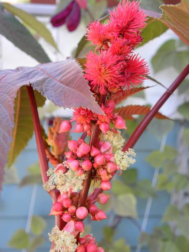 Castor Bean