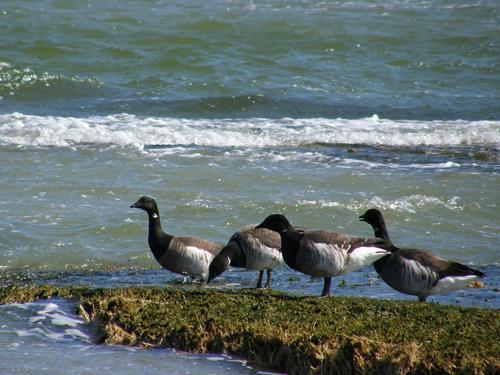 Brants overwintering at Wingaersheek Beach in Massachusetts