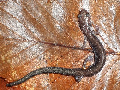 Northern Dusky Salamander (Desmognathus fuscus)