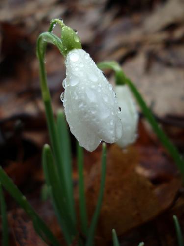 Common Snowdrop