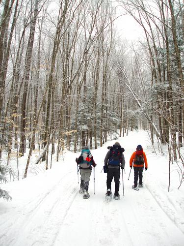 snowmobile trail on the way to Wolf Cub Mountain in New Hampshire