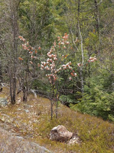 Canadian Shadbush (Amelanchier canadensis) at Clark Summit near Deering in southern New Hampshire