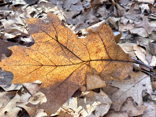 leaf in February at Wood Hill in northeast MA