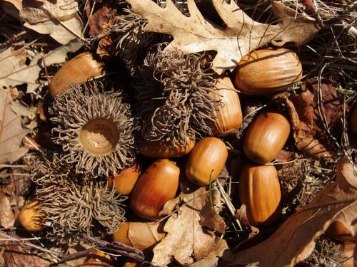 acorns in April from an exotic oak tree, perhaps Valonia Oak (Quercus aegilops), at World's End in eastern Massachusetts