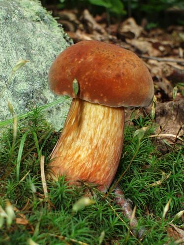 Bolete mushroom