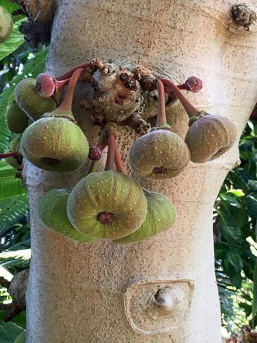 Ornamental Fig (Ficus oriculata) in the lath Botanical Building at Balboa Park in San Diego, California