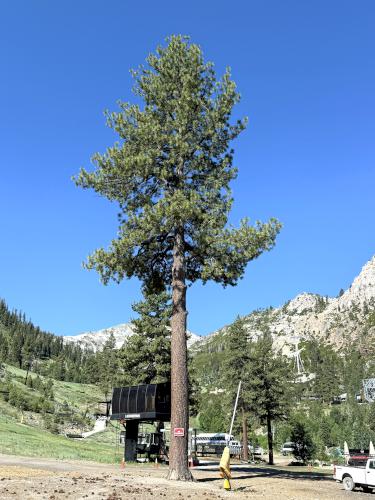 Ponderosa Pine in Olympic Valley near Tahoe, California