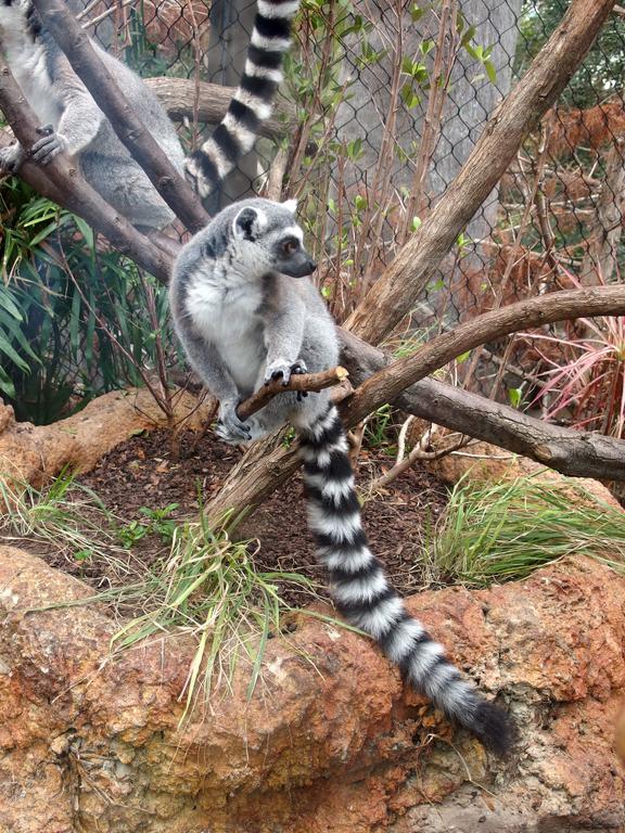 a Ring-tailed Lemur (Lemur catta) inside The Florida Aquarium at Tampa