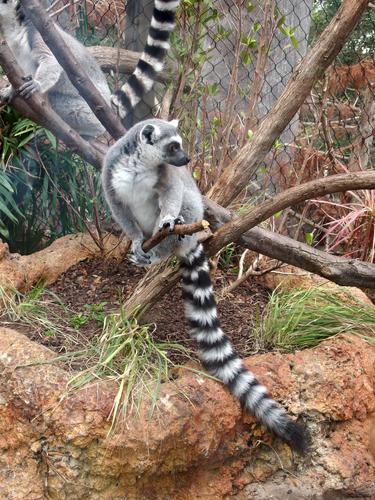 a Ring-tailed Lemur (Lemur catta) inside the Florida Aquarium at Tampa in Florida