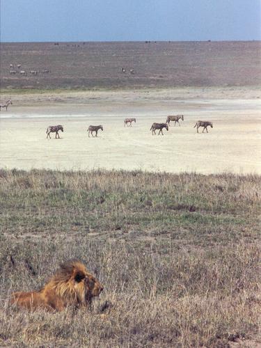 a serval crosses right in front of our safari vehicles at Ngorongoro Crater in Tanzania